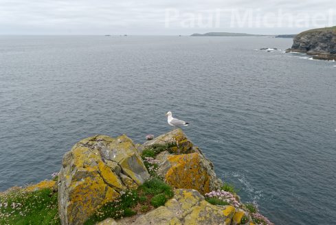 Carnewas and Bedruthan Steps Gull