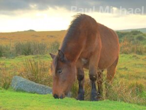 Bodmin Moor Pony