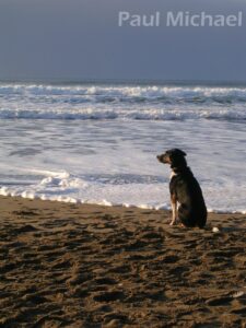 Dog Waits for Human