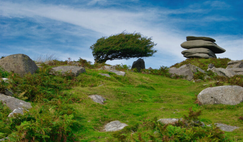 Cheesewring and windswept tree