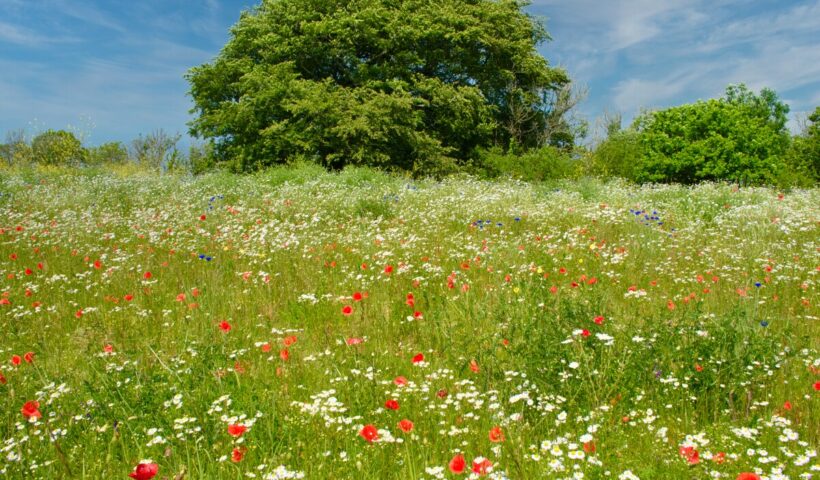 Wildflower Meadow