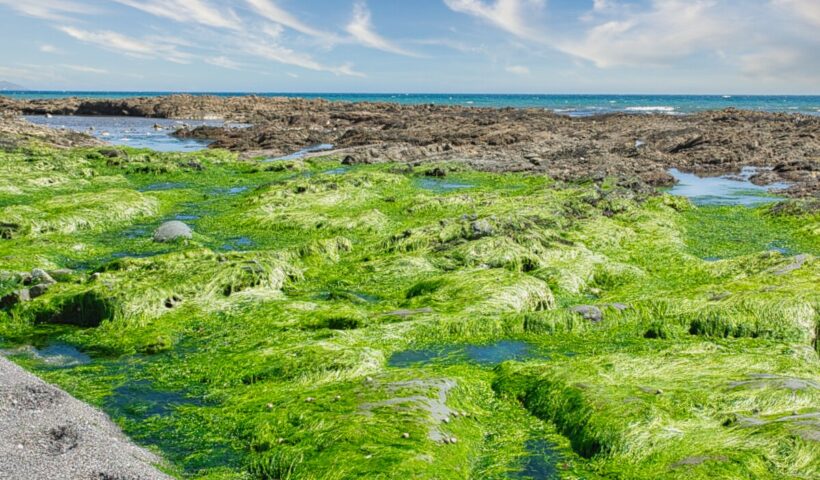 Shades of Coastal Green