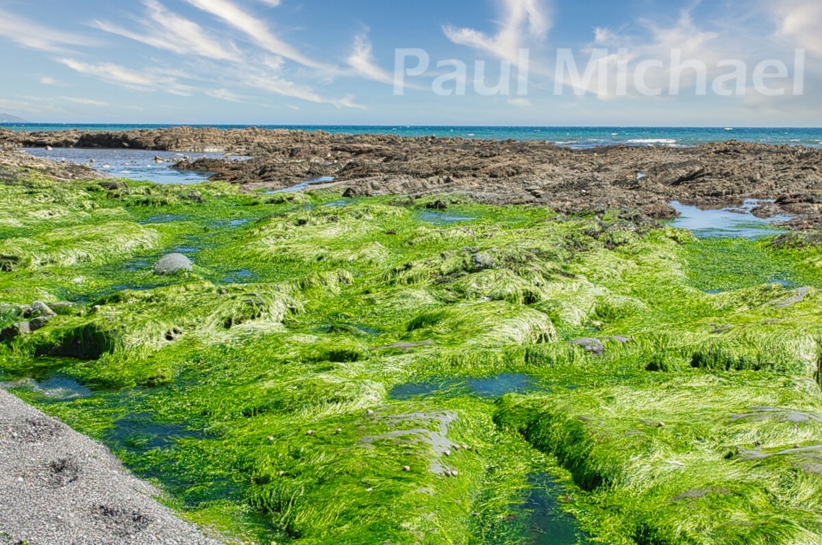 Shades of Coastal Green