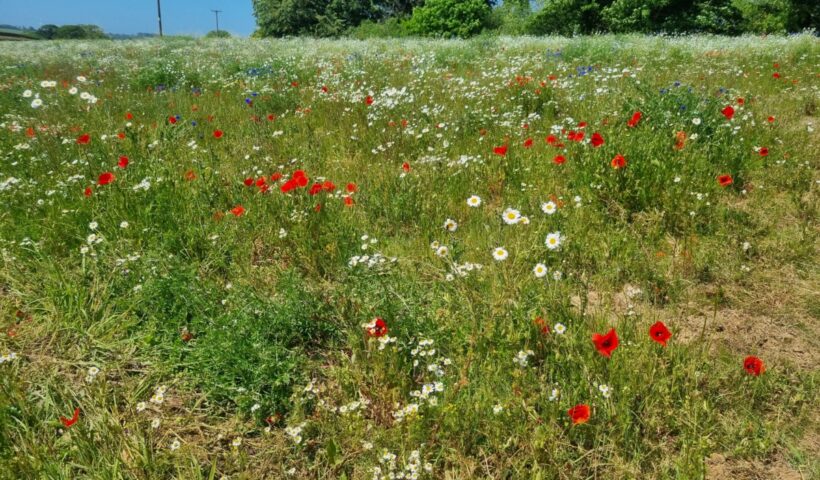 Wild Flowers - start of June