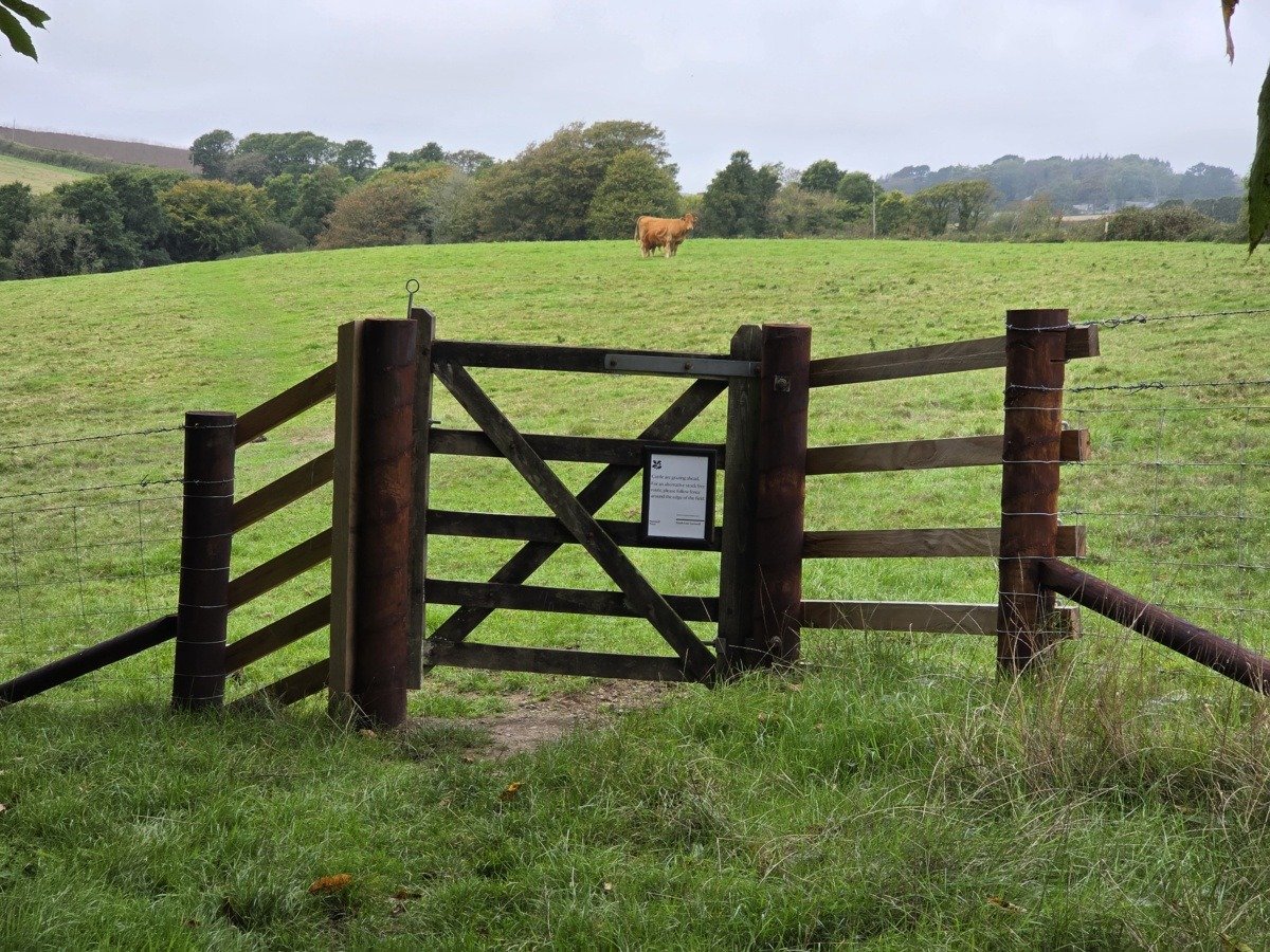 Bull in the field