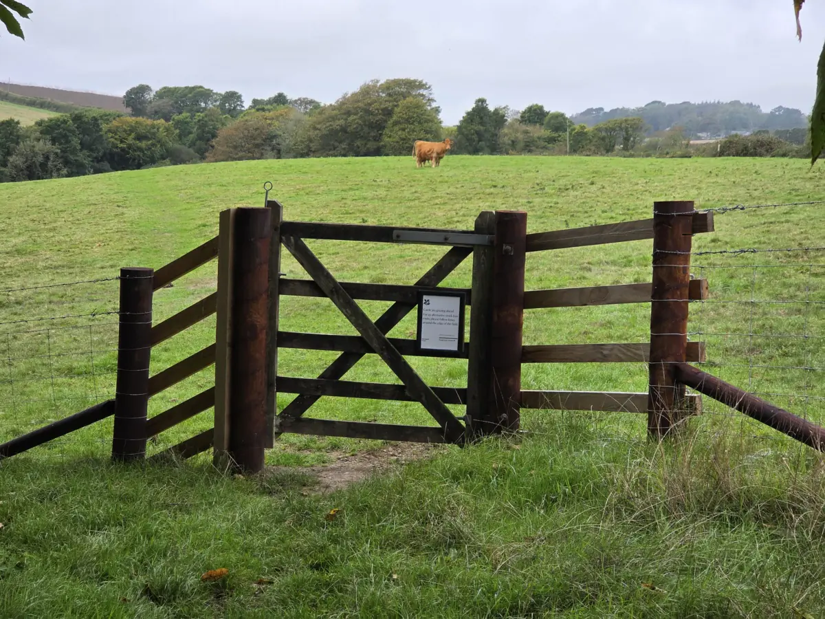 Bull in the field