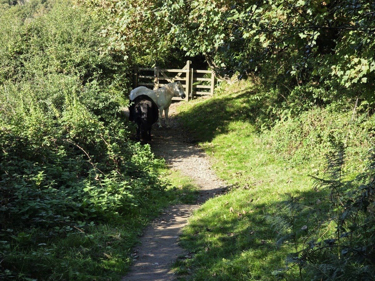 Ponies of the Path