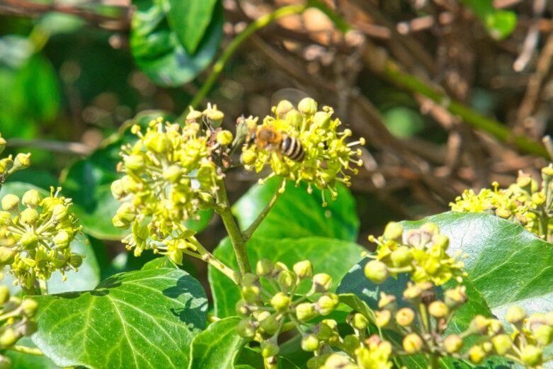 Ivy in Bloom