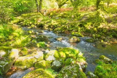 Dappled Sunlight